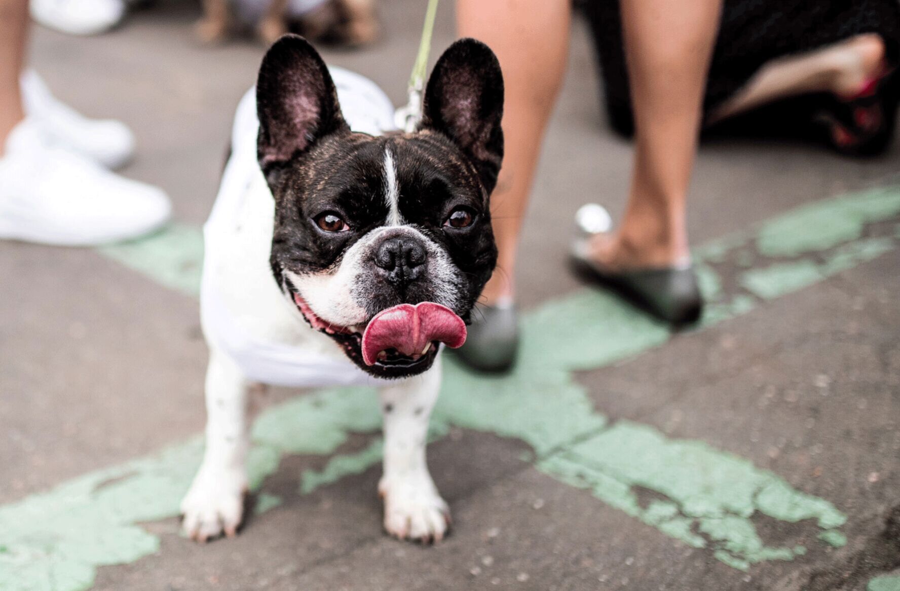 French bulldog